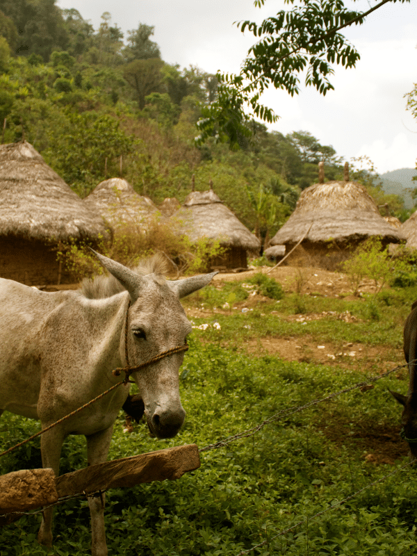 Ciudad Perdida Canva