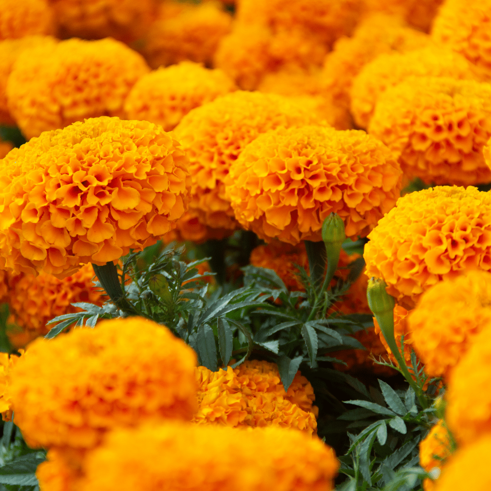 Totenblume Mexiko