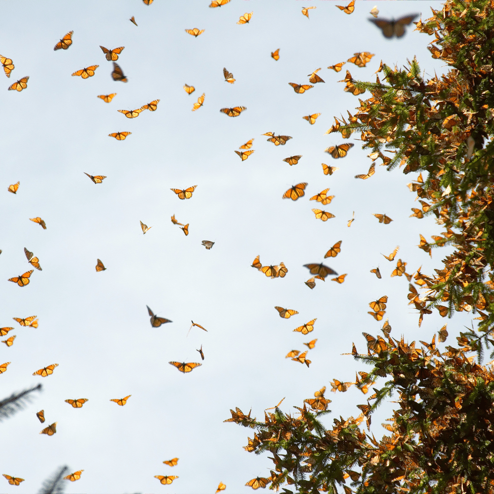 Monarchfalter Michoacan Mexiko Canva