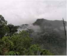Regenwald in Panama