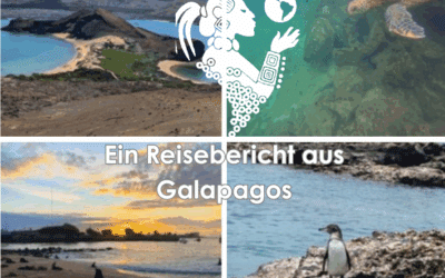 Galapagos Insel Reisebericht – Inselhopping und Tierschutzarbeit